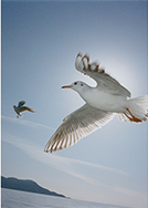 日中シンクロ撮影例